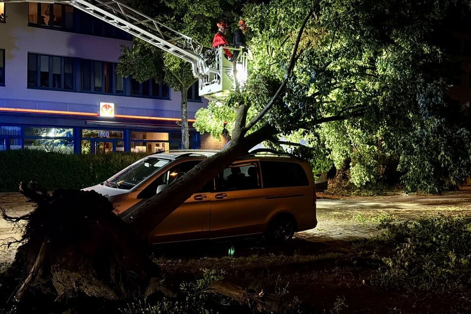 Auch in Brandenburg - hier ein Bild aus Falkensee - begruben Bäume Autos unter sich.