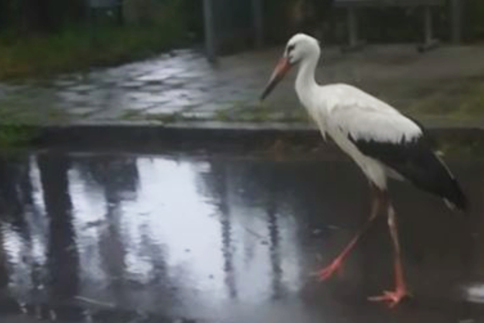 Storch an einer Bushaltestelle? Dieses Video wird zum Hit im Netz