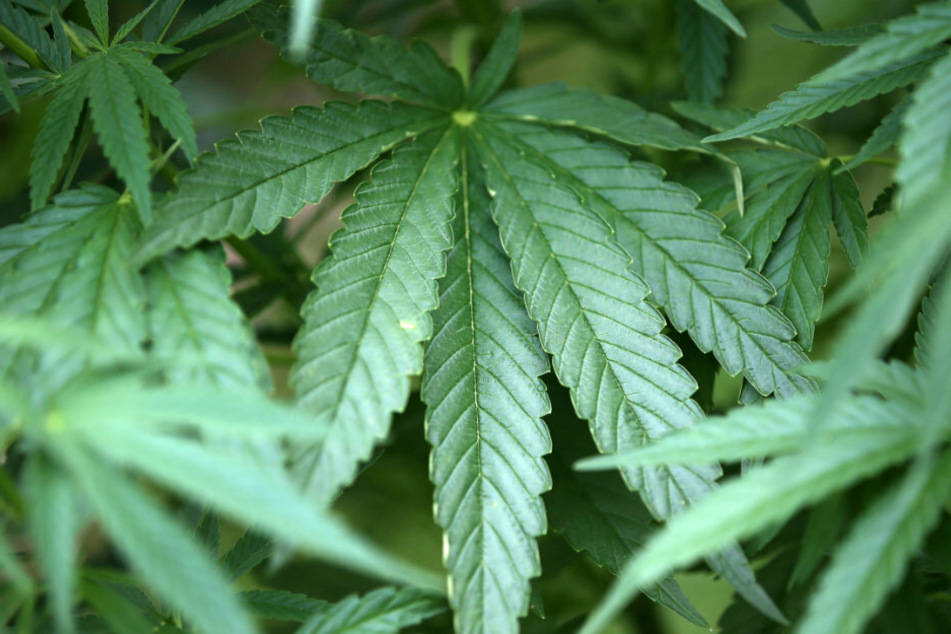 Die Polizisten entdeckten insgesamt zwölf Cannabispflanzen. (Symbolbild)