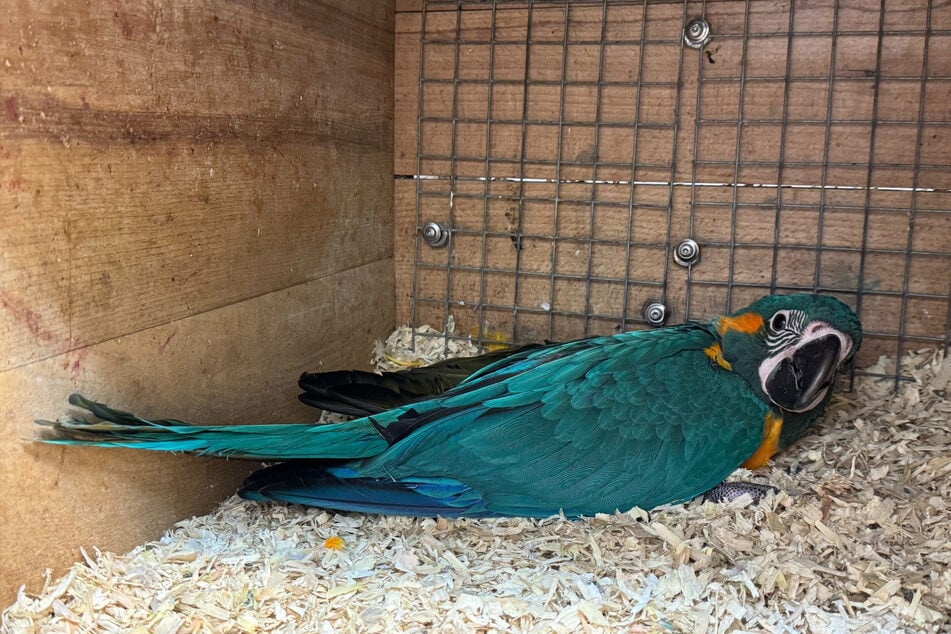 Im Zoo Magdeburg schlüpfte vor wenigen Wochen ein Blaulatzara.