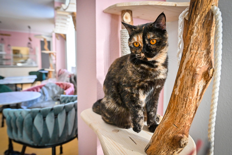 Miau! In Chemnitz eröffnete im Februar das erste Katzencafé der Stadt. Eine Tatsache, die eine Kandidatin aus Sachsen in der MDR-Quizshow "Quickie" ausschloss.