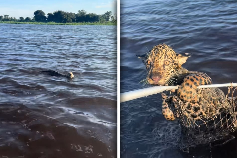 Geen capybara, maar een jaguar liep in het net van de mannen.