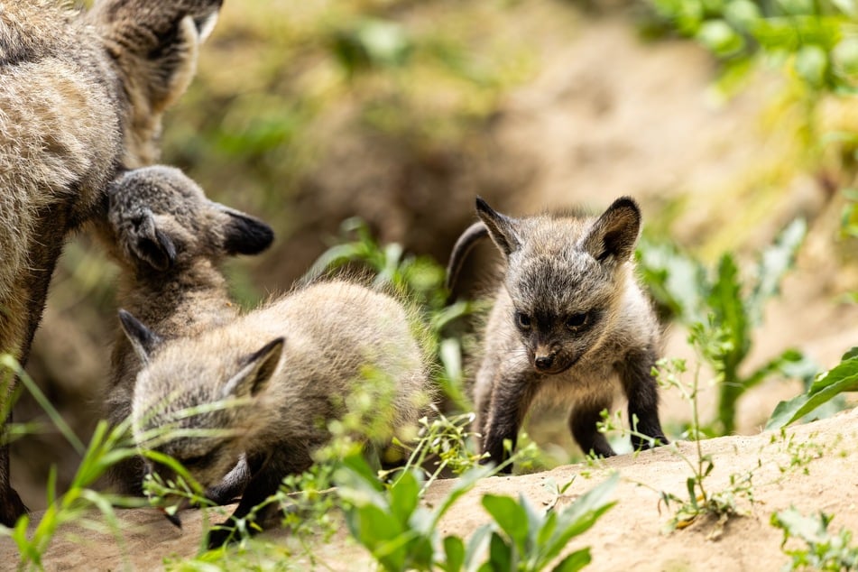 Löffelhunde gibt es erst seit 2021 im Dresdner Zoo.