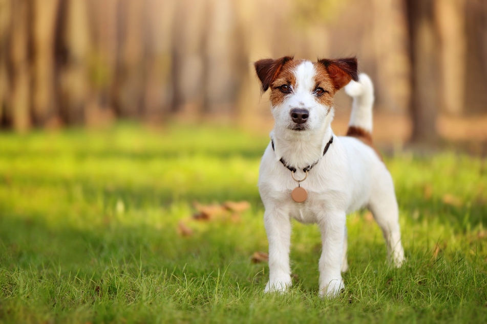 Mit 15 bis 18 Jahren haben Jack Russell Terrier eine vergleichsweise hohe Lebenserwartung.