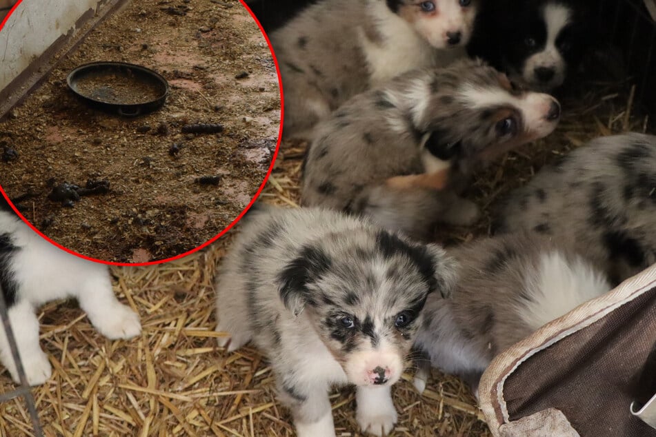 Über 80 Tiere betroffen: Schlimmer Fall von Animal Hoarding aufgedeckt