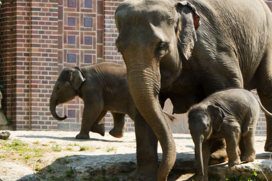 Zoo Leipzig feiert Elefanten-Taufe: So heißt das jüngste Baby