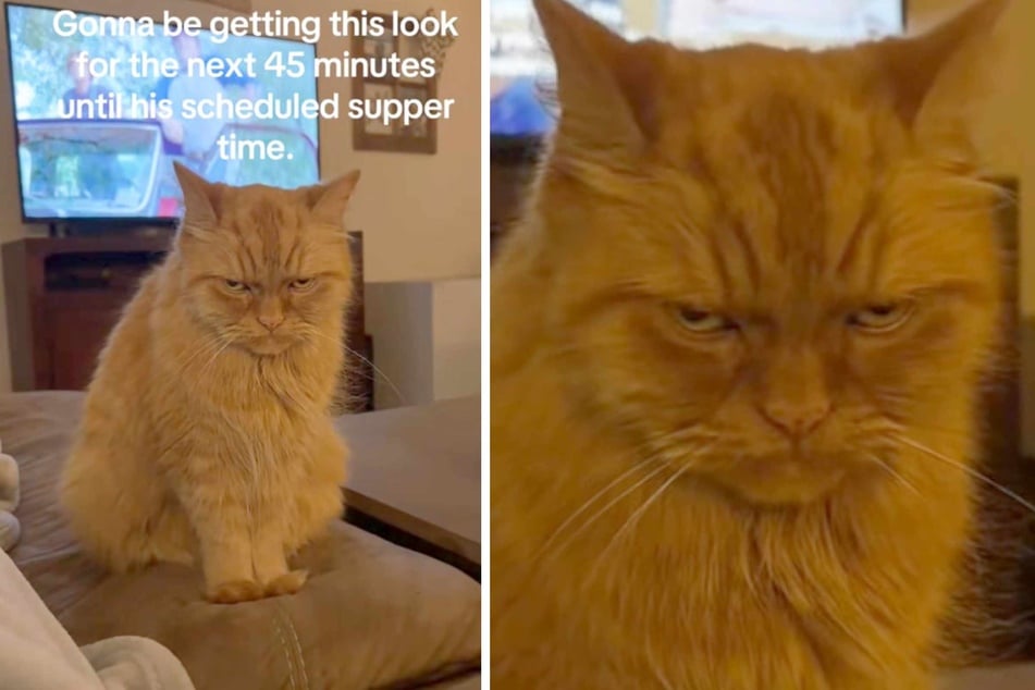 When Beans the cat has to wait for his food, the grumpy kitty is not to be trifled with...