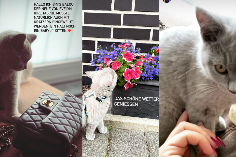 Evelyn Burdeckis (32) Kater Balou geht auf Entdeckungsreise. Manchmal müssen leider auch sehr teure Gegenstände darunter leiden.