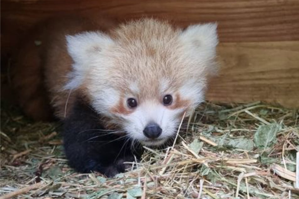 Der Nachwuchs der Roten Pandas im Tierpark Berlin kam im Juni zur Welt. Besucher können es mit etwas Glück bereits beobachten.