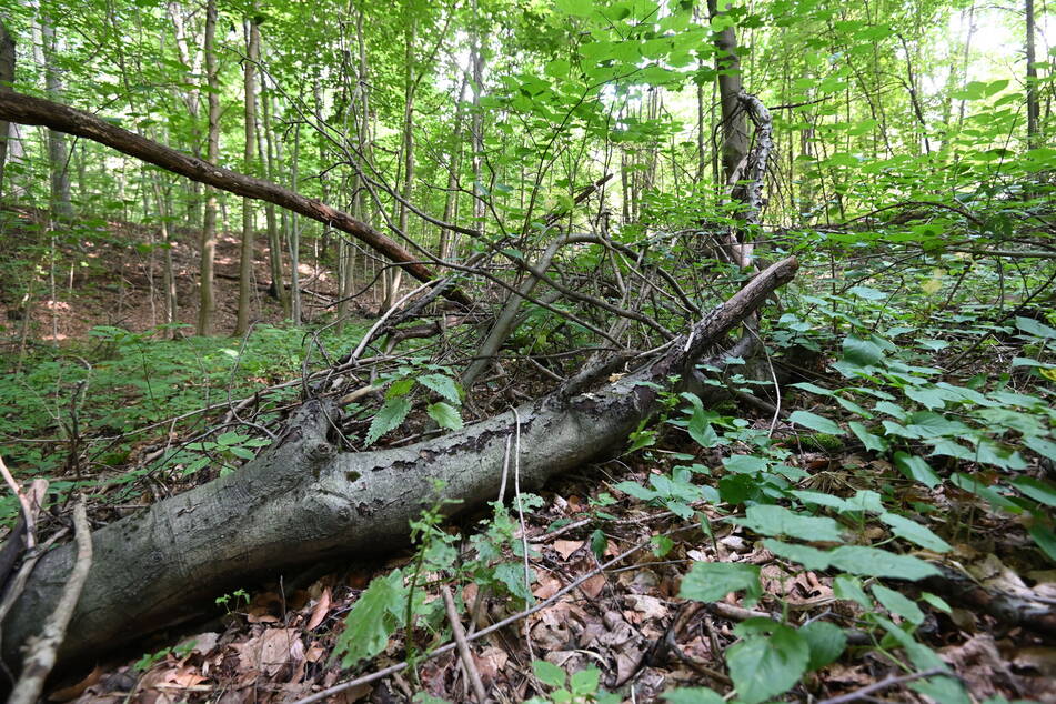 Tief im Chemnitzer Zeisigwald wurden einige Ammen-Dornfinger gefunden. Die Giftspinne fühlt sich in Wäldern und Wiesen am wohlsten.