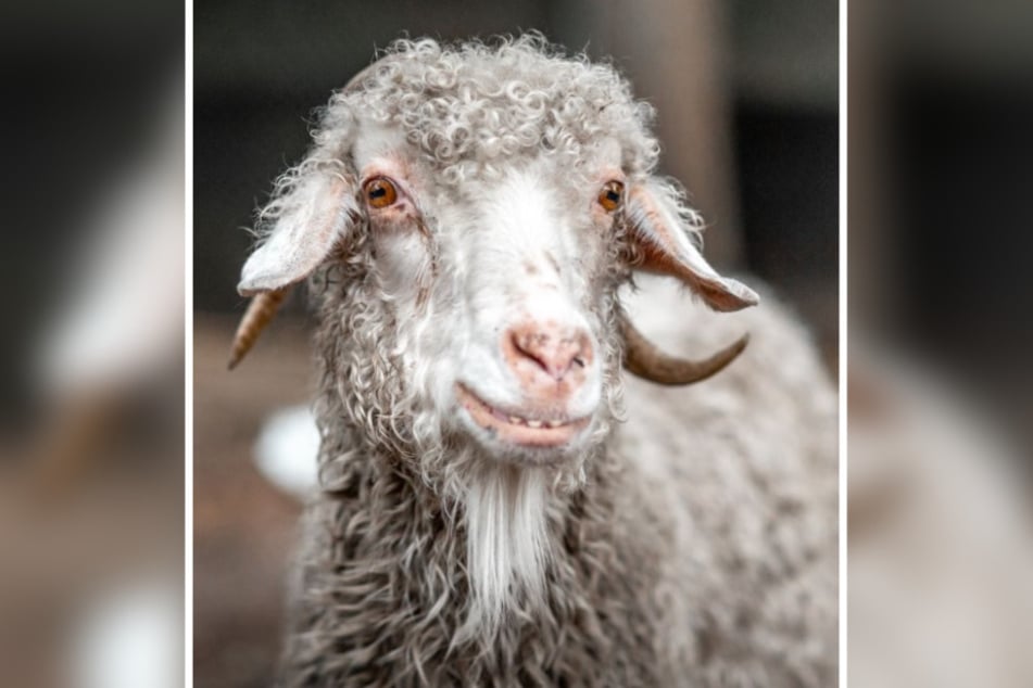 Acht Jahre war Frau Holle fester Bestandteil des Tierheim Bergheim - jetzt ist sie tot.