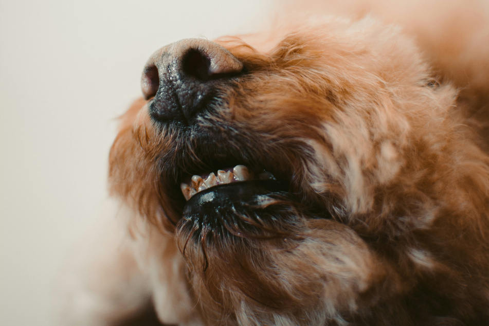 These fierce furry fellows have some pretty gnarly teeth as they get older.