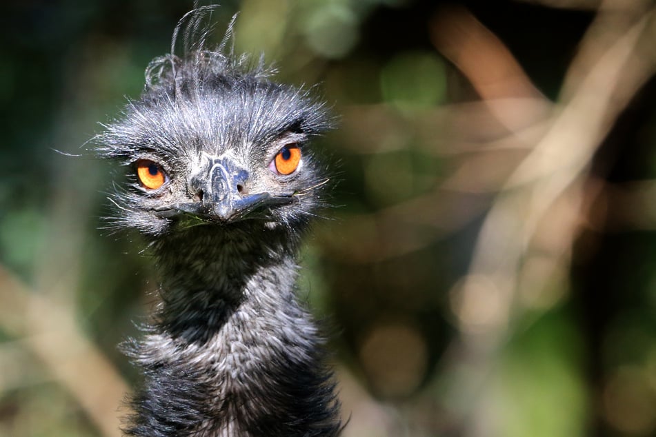 Emus sind bei Hotelbesitzer Chris Gimblett nicht mehr willkommen. (Symbolbild)