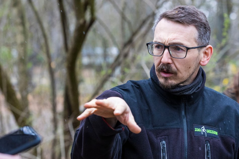 Zoo-Kurator Matthias Hendel (43) denkt schon an Jungtiere.