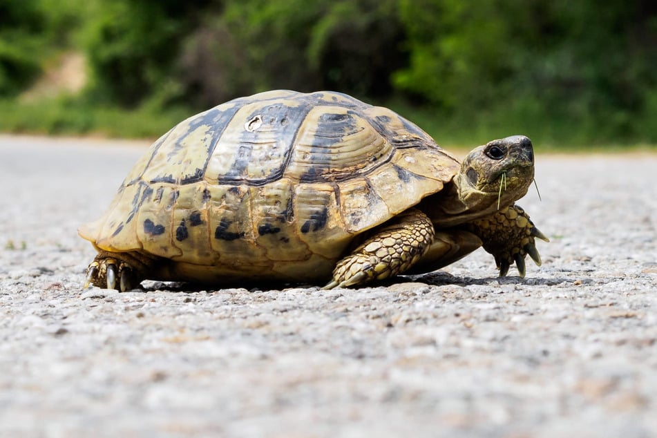 Gemütlich auf Abwegen: Eine Landschildkröte hat in Niederbayern für einen Polizeieinsatz gesorgt. (Symbolbild)
