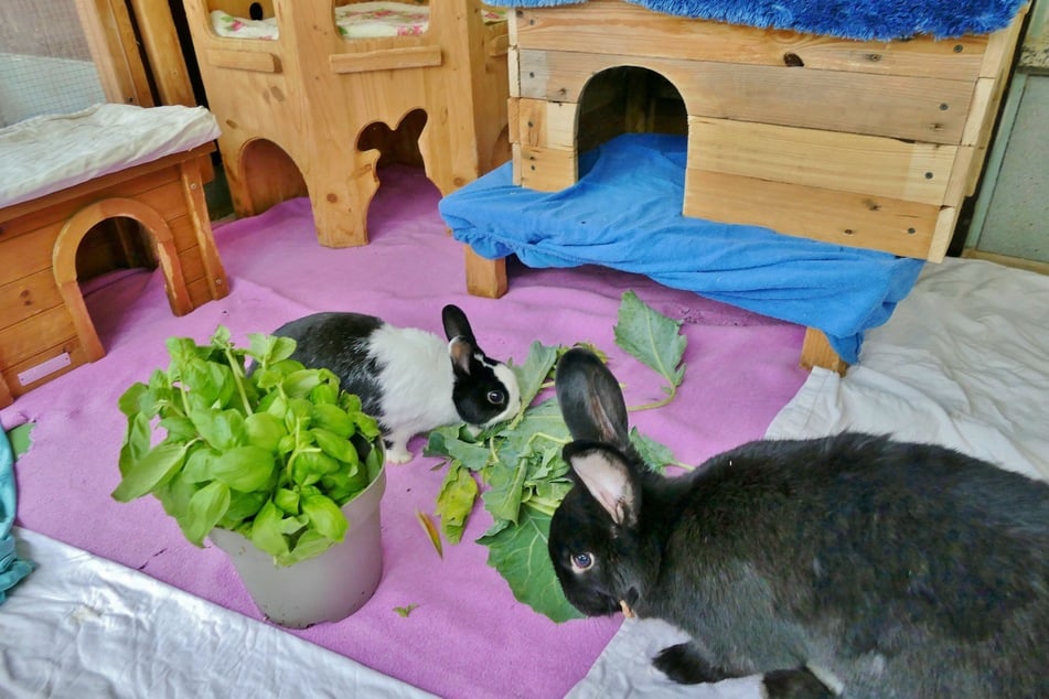Schorschi (r.) und Queeny suchen ein gemeinsames Zuhause.