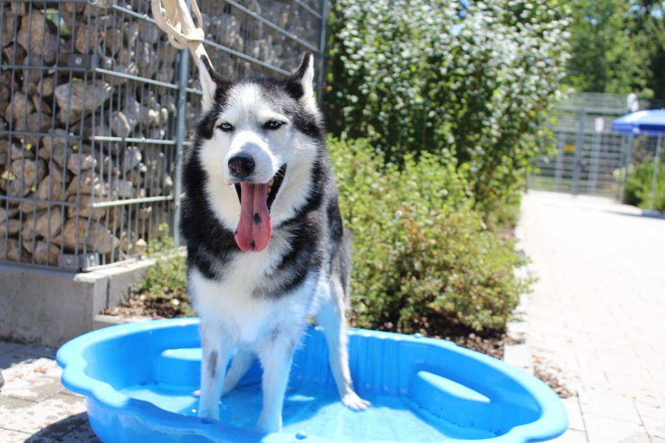 Husky Shadow liebt es im Wasser zu planschen.
