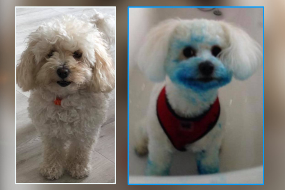 On the left we have Rosie on weekdays, on the right is her alternative Smurf look.