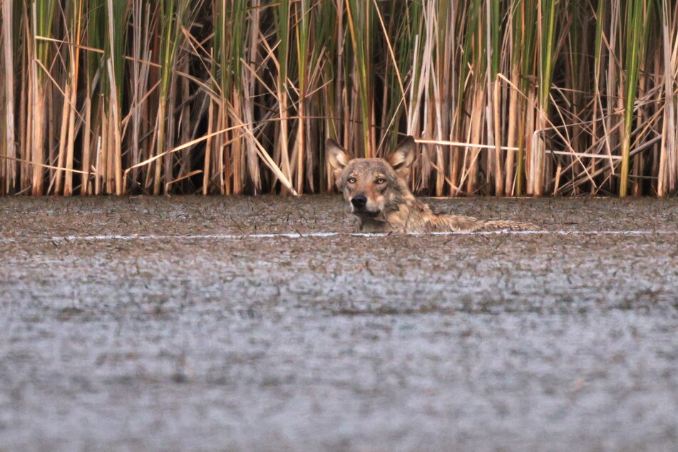 Dieser Wolf hat in einem Teich bei Königswartha das "Fischen" gelernt, stieg an drei Tagen mittags und nachmittags zum Festmahl ins kühle Nass.