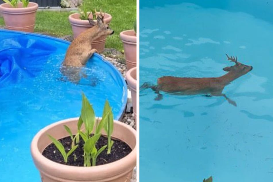 Rehe können zwar schwimmen, sind generell aber eher wasserscheu.