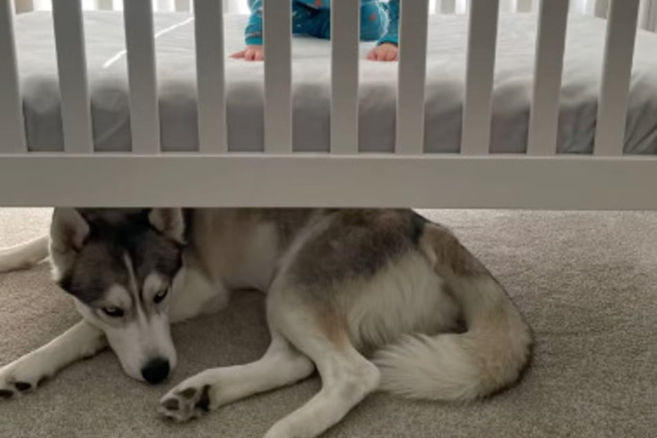 Jede Nacht schläft Husky Theo unter dem Gitterbett und passt auf seinen Bruder auf.