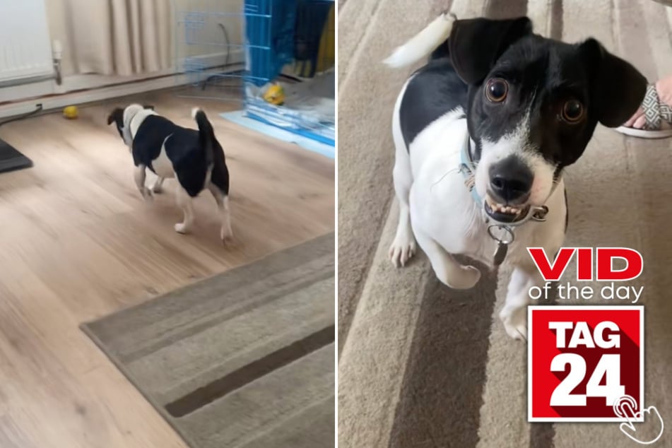 This pup heard a kazoo on his mom's phone, froze in his tracks, and showed off the funniest underbite ever!
