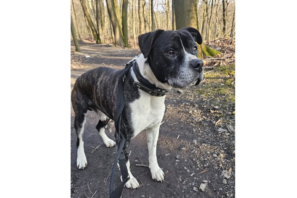 Menschen liebt Santos über alles, andere Hunde eher nicht.