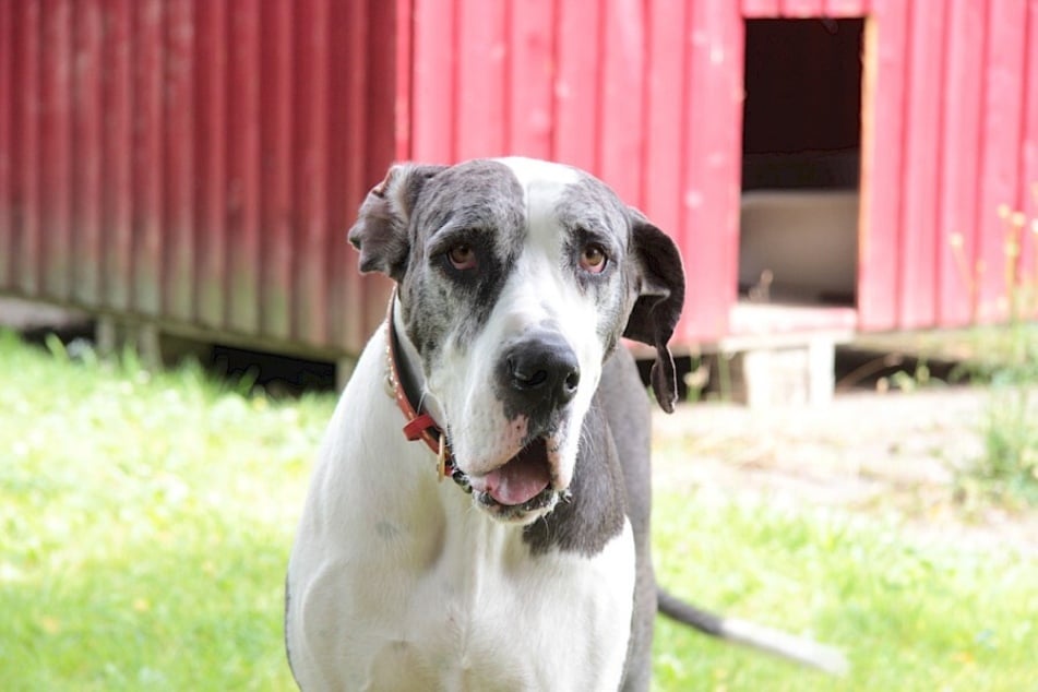 Doggen-Dame Sarah kam aufgrund eines Todesfalls ins Troisdorfer Tierheim.