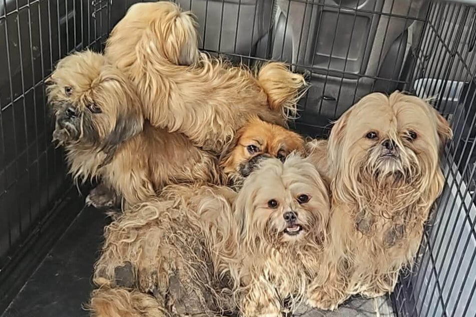 Die Hunde mussten nach und nach eingefangen werden. Zehn waren es am Ende.