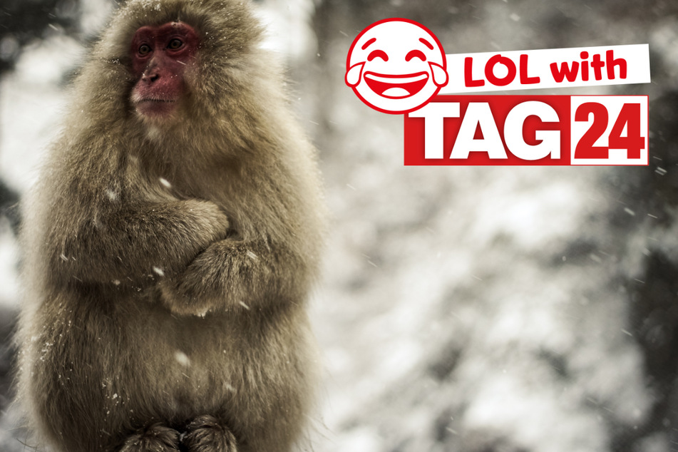 This freezing monkey might want to bundle up after our Joke of the Day.