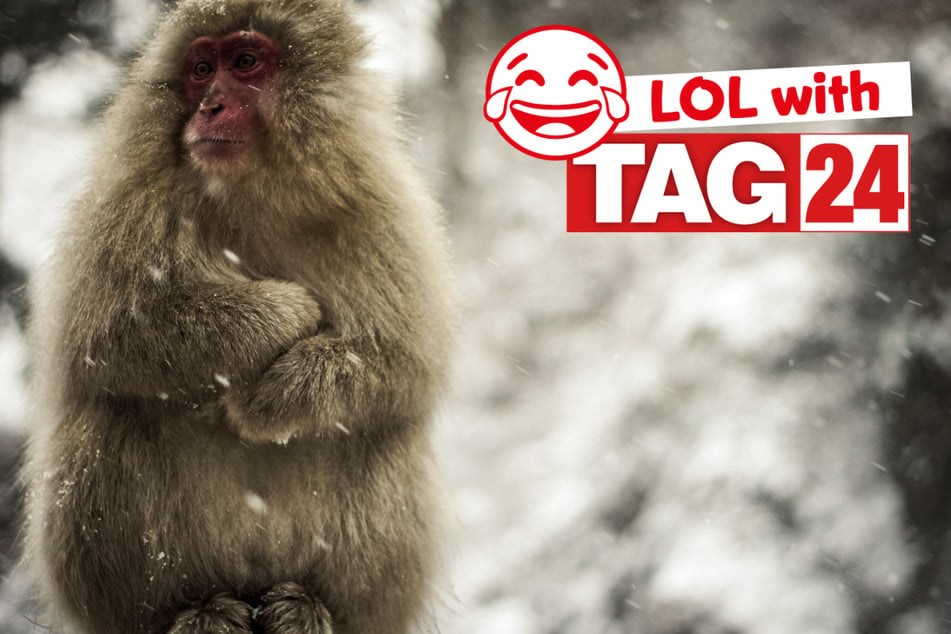 This freezing monkey might want to bundle up after our Joke of the Day.