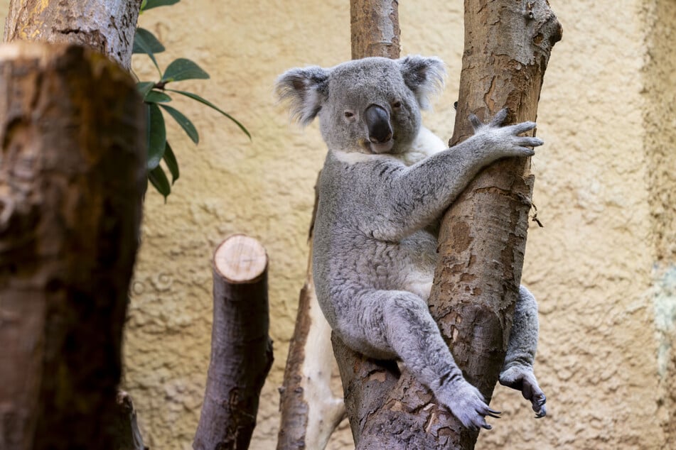 Neu-Bewohner Kamaroo soll für kleine Koalas sorgen