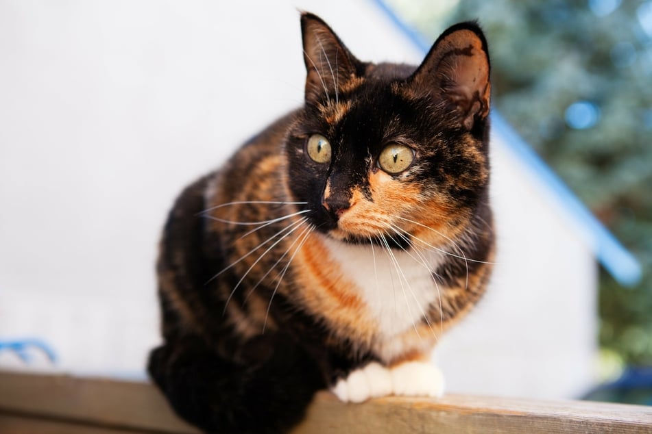 Bandit alerted her owner to the potential intruders with meows and scratches (stock image).