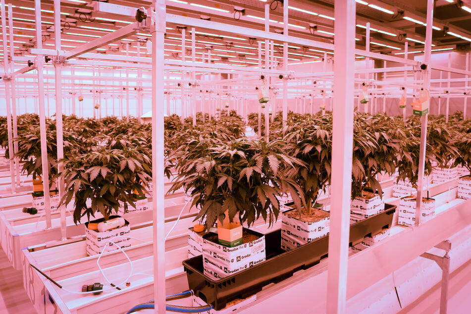 Cannabisplanzen stehen im Blühraum einer Produktionsanlage von Aphira für medizinisches Cannabis.
