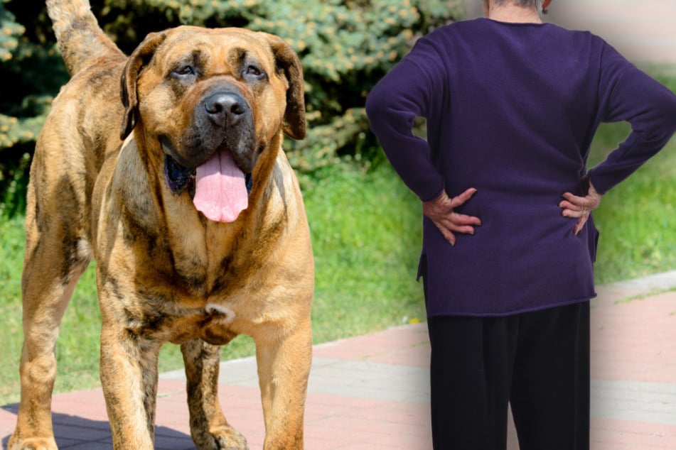 Entlaufener Hund bricht Seniorin (90) das Becken: Reaktion der Halterin ist herzlos