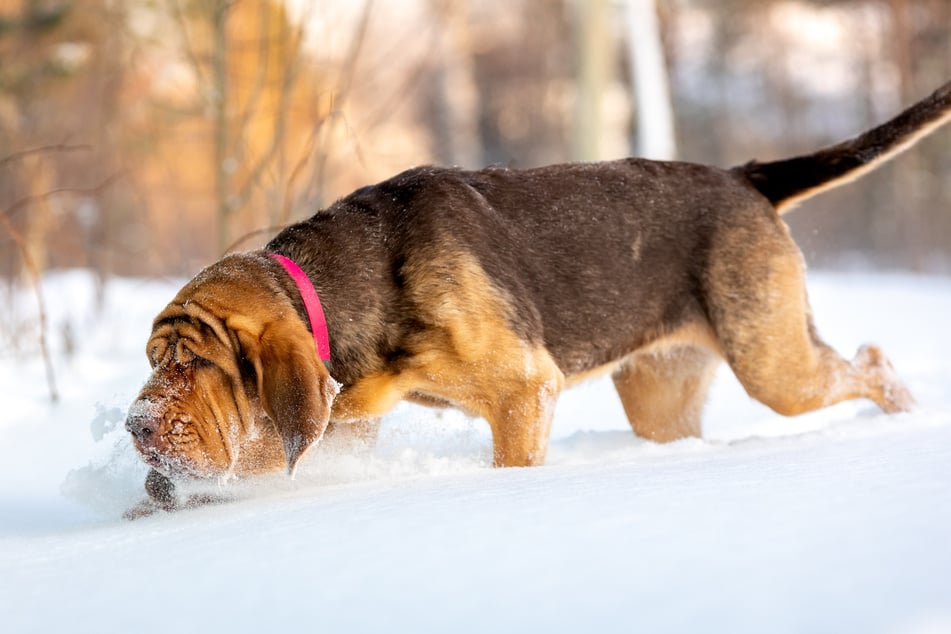 Bloodhounds: Den Schlappohren mit der Supernase sagt man einen Hang zu Drama nach. (Symbolbild)