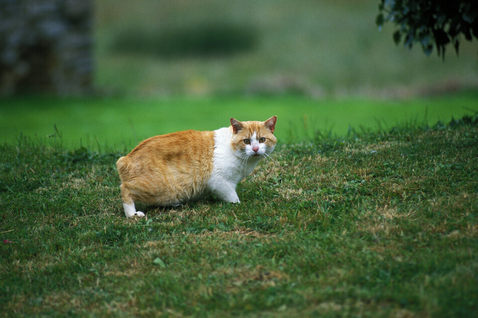 They might not look it, but Manx cats are surprisingly fast.