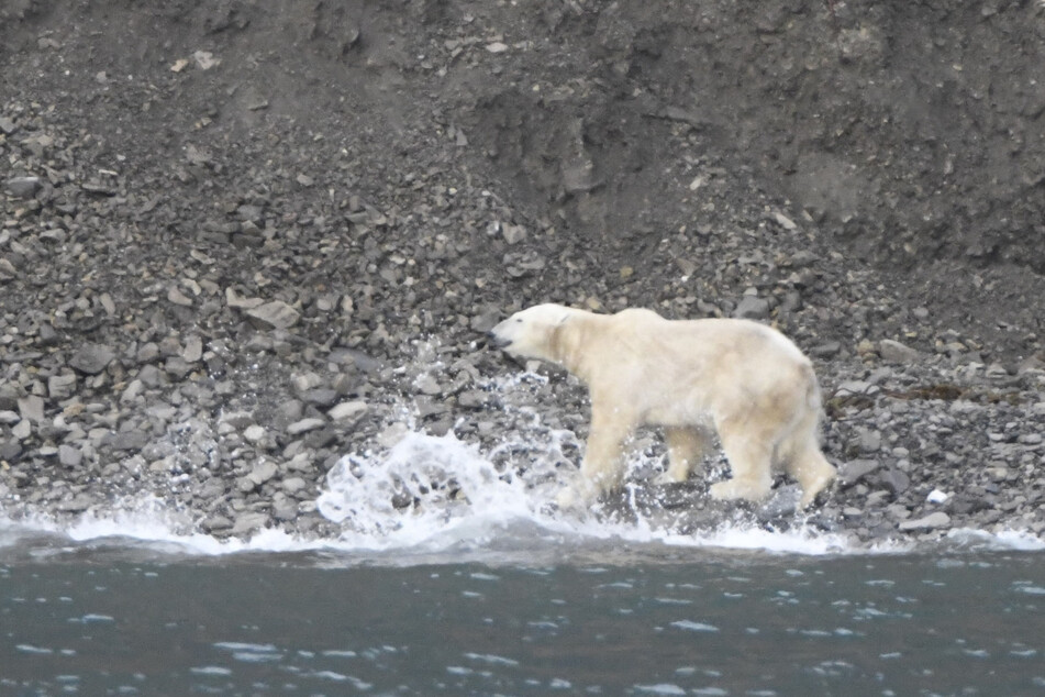 Ein Eisbär auf Spitzbergen. Doch hungrige Tiere können unberechenbar sein.