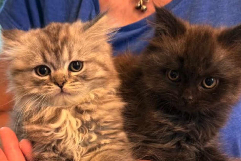 Unter den ausgesetzten Tieren befanden sich auch diese zwei Jungkatzen.