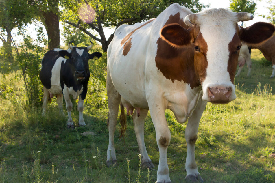 Drei australische Kühe hatten ihr langweiliges Leben auf der Weide offenbar satt. (Symbolbild)