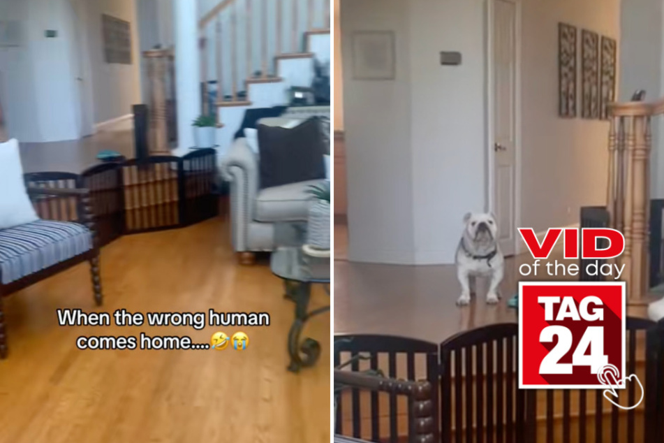 viral videos: Viral Video of the Day for September 4, 2023: Dog reacts to "wrong human" coming home