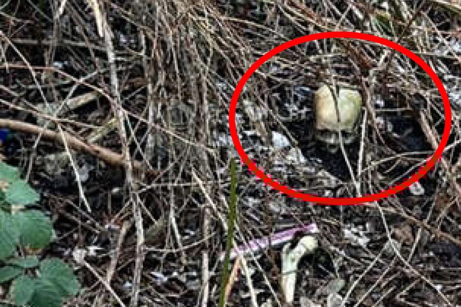 Kinder hatten den Schädel in der Nähe eines Spielplatzes entdeckt. Später wurden noch weitere menschliche Knochen gefunden.