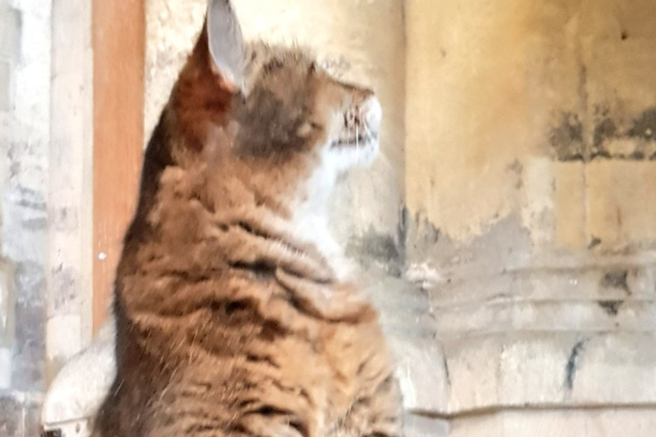 Doorkins Magnificat fühlte sich in den Gemäuern des alten Gebäudes bis zu seinem Tod Ende September wohl.