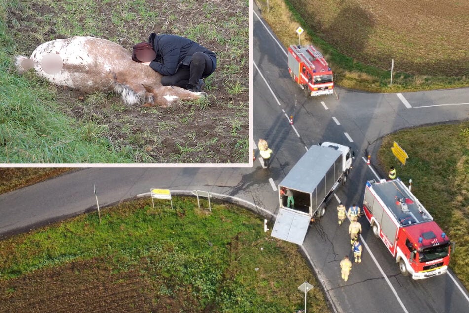 Herzzerreißend! Pferde und Esel sterben bei Unfall, Besitzerin trauert an der Unfallstelle