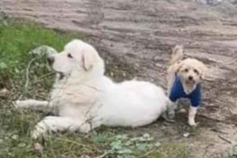 A little dog stayed by its best friend's side until animal rescuers swooped in.