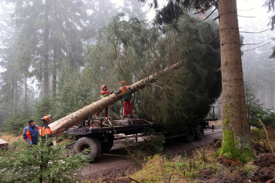 Die Fichte wurde am Samstag in einem Wald bei Eibenstock (Erzgebirge) gefällt und verladen.