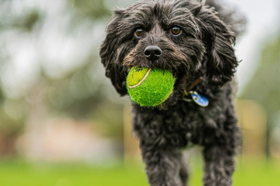 It's very unusual for a dog to be able to fit more than one, or maybe two, balls in its mouth.