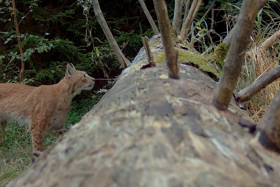 Luchs Juno auf einer Wildkameraaufnahme im September 2024.
