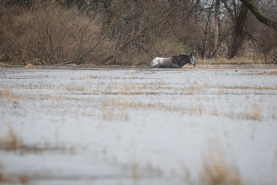 Das Pferd hatte sich auf einer Landzunge, etwa 180 Meter vom Ufer entfernt, in Sicherheit gebracht.