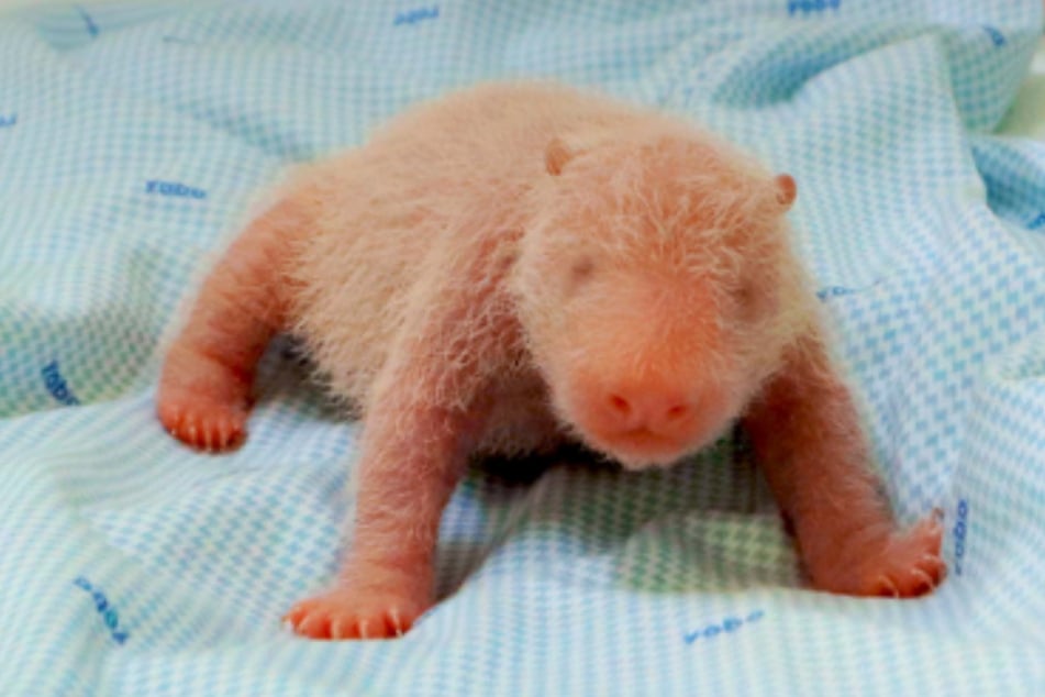 El pequeño "Rio" es el primer cría de panda gigante en Indonesia. Por ahora, apenas es más grande que un hámster.